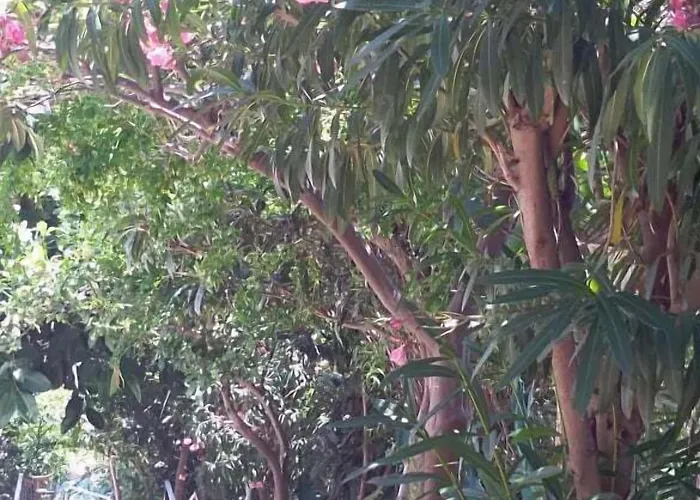 Lemon Отель Каш